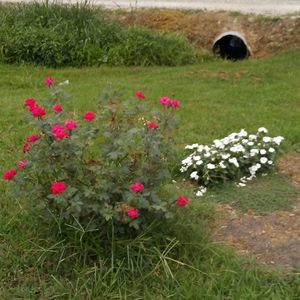 Meet your Posher, Jeffra john